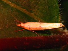 Ypsolopha blandella