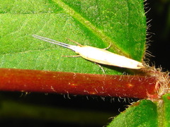 Ypsolopha blandella