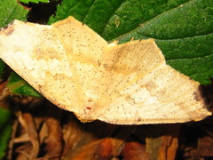 Pareclipsis gracilis