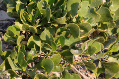 Scaevola crassifolia