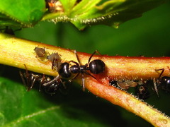Lasius spathepus