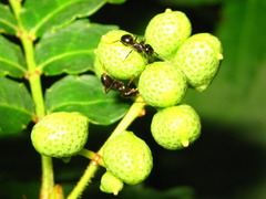 Zanthoxylum piperitum