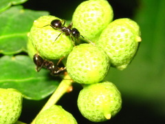 Zanthoxylum piperitum