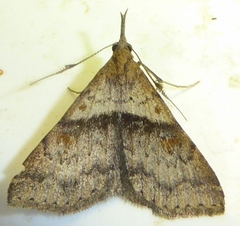 Renia rigida