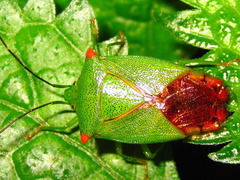 Acanthosoma labiduroides