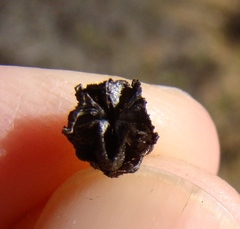 Agathosma foetidissima