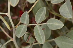 Indigofera georgei