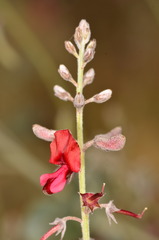Indigofera georgei