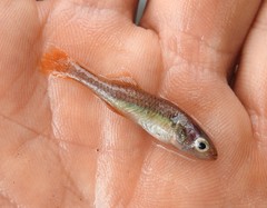 Hypseleotris galii