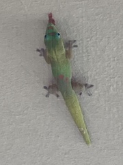 Phelsuma