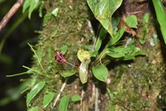 Masdevallia ximenae
