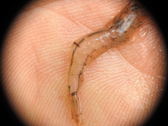 Caridina indistincta