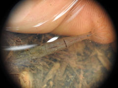 Caridina indistincta