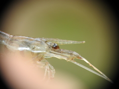 Caridina indistincta