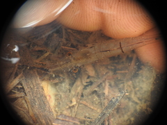 Caridina indistincta