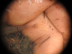 Caridina indistincta
