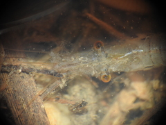 Caridina indistincta