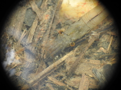 Caridina indistincta