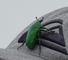 Ischiopsopha wallacei