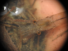 Caridina indistincta