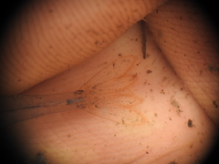 Caridina indistincta