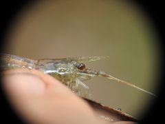 Caridina indistincta