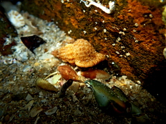 Cymatiella