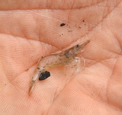 Caridina indistincta