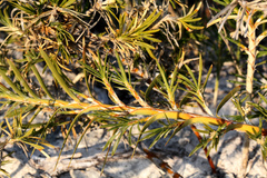 Acanthocarpus