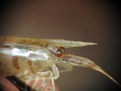 Caridina indistincta
