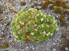 Eudema nubigena