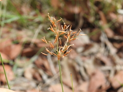 Fimbristylis cinnamometorum