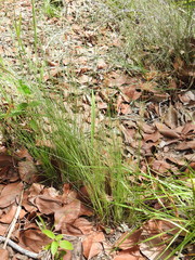 Fimbristylis cinnamometorum