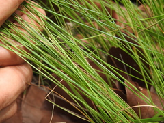 Fimbristylis cinnamometorum