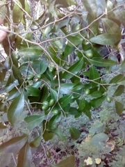 Damburneya salicifolia