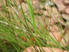 Fimbristylis cinnamometorum