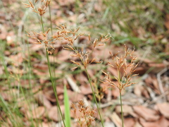 Fimbristylis cinnamometorum