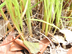 Fimbristylis cinnamometorum