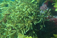 Platythalia quercifolia