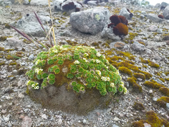 Eudema nubigena