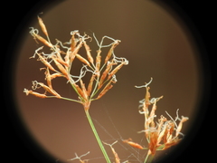 Fimbristylis cinnamometorum