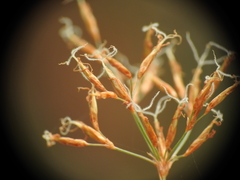 Fimbristylis cinnamometorum