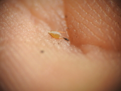 Fimbristylis cinnamometorum