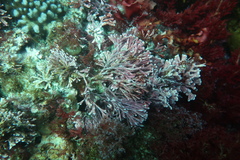 Amphiroa anceps