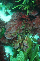 Callophycus