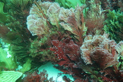 Callophycus