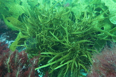 Scytothalia dorycarpa