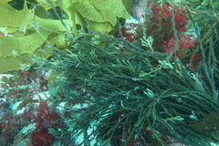 Platythalia angustifolia