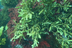 Platythalia quercifolia