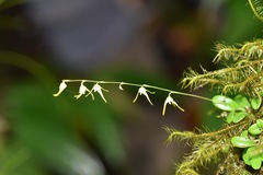 Specklinia morganii